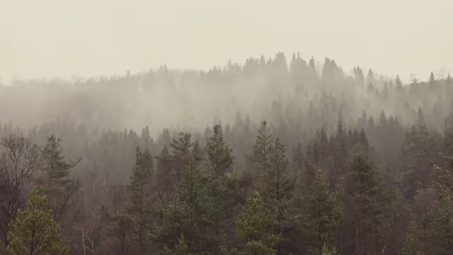 A pine forest fading into mist